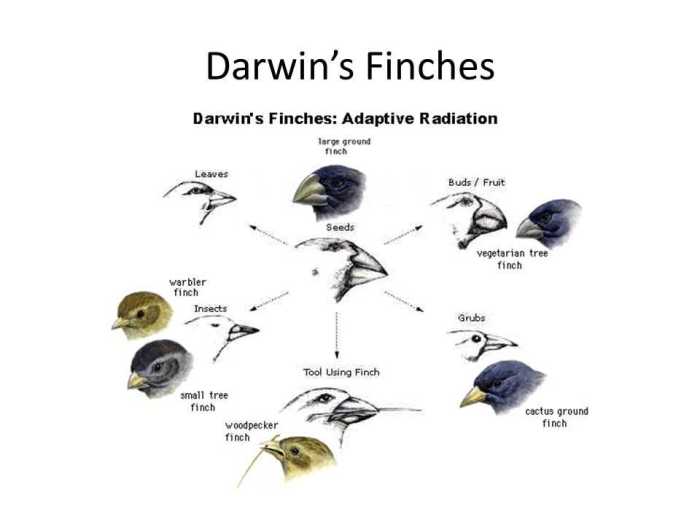 Laboratory activity #3 the beaks of finches