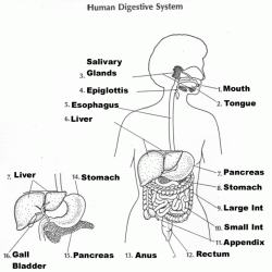 Digestive system worksheet with answers