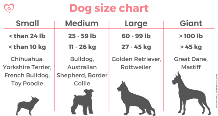 Overweight boned breed diamondpet