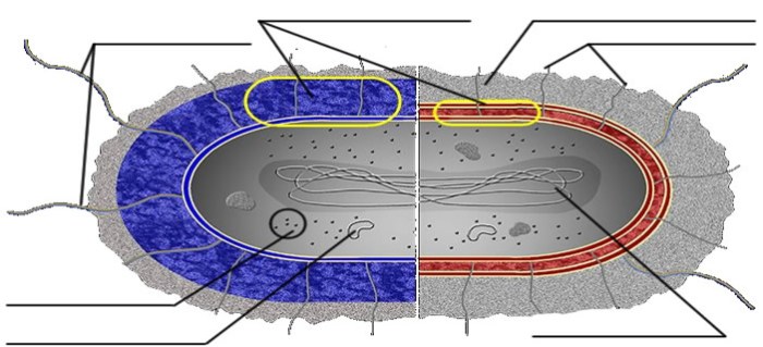 Cells alive bacterial cell worksheet