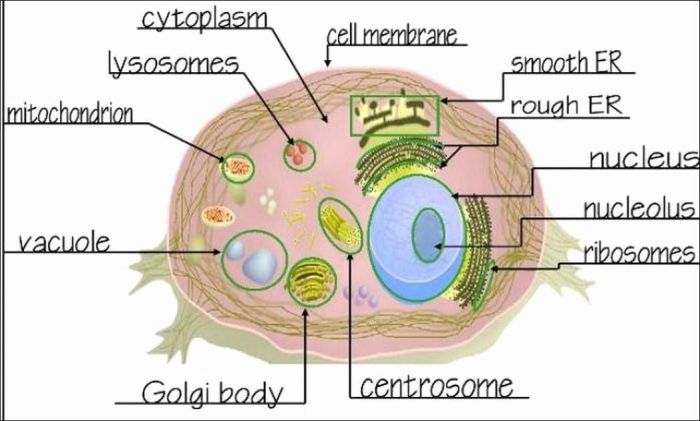 Cells alive bacterial cell worksheet