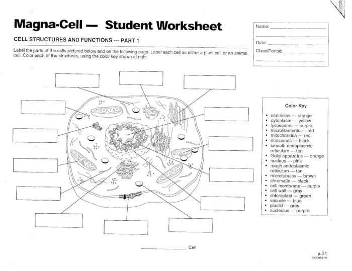 Cells alive bacterial cell worksheet