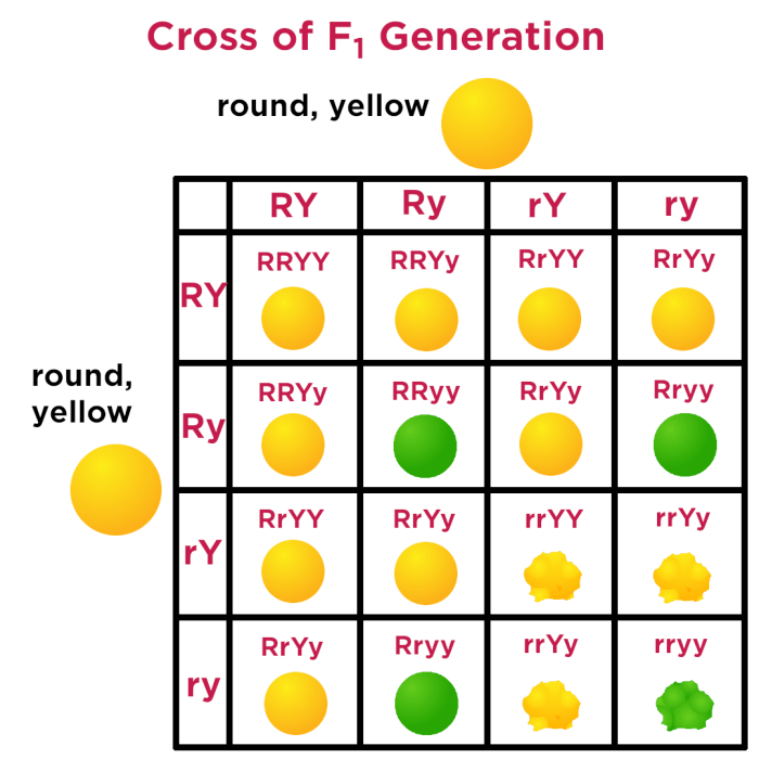 Punnett square worksheet dihybrid cross