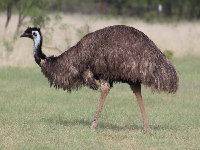 Flightless resident of the outback