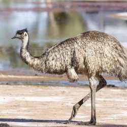 Flightless resident of the outback