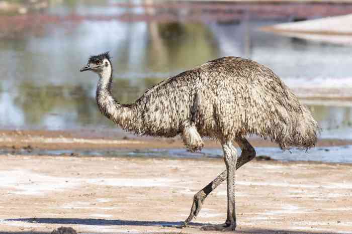 Flightless resident of the outback