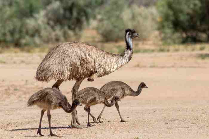 Emu emus animals constellations coins pest declaring