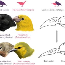 Birds bird beaks beak finches adaptive radiation darwin eat their food adaptations they functions diversity aves meat animal sharp eating