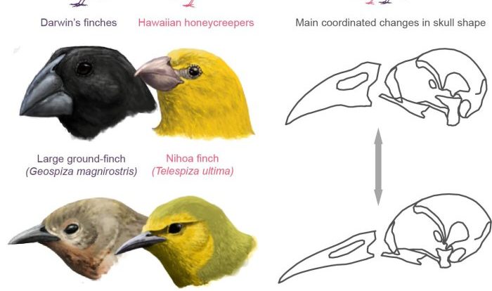 Birds bird beaks beak finches adaptive radiation darwin eat their food adaptations they functions diversity aves meat animal sharp eating