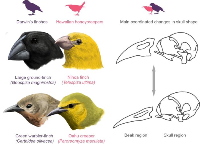 Birds bird beaks beak finches adaptive radiation darwin eat their food adaptations they functions diversity aves meat animal sharp eating