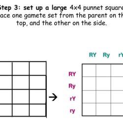 Punnett square worksheet dihybrid cross