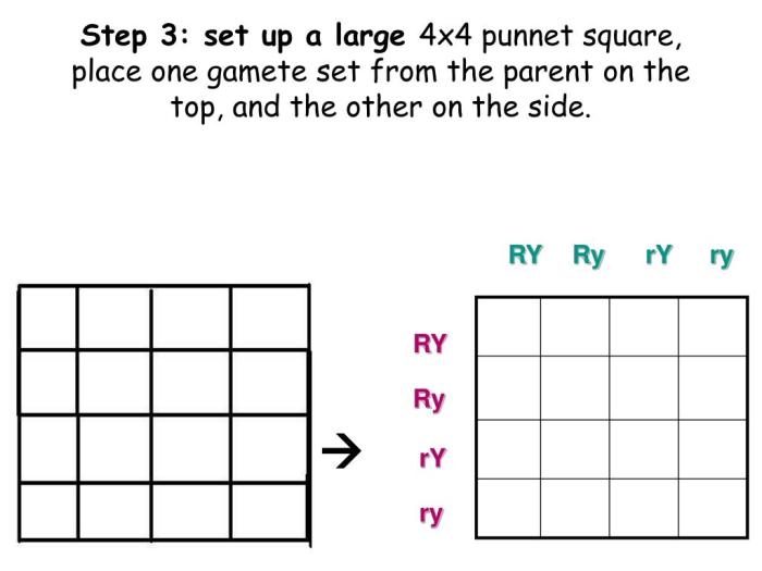 Punnett square worksheet dihybrid cross