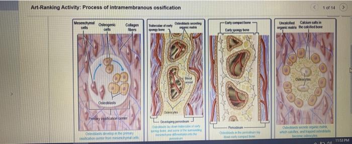 Intramembranous formation endochondral embryonic ossification