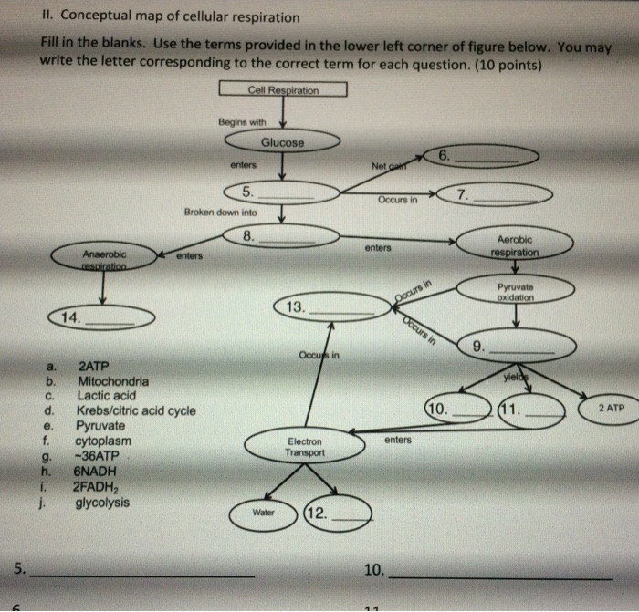 Biologycorner.com cellular respiration answer key