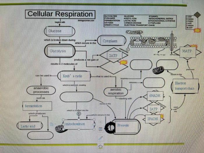 Biologycorner.com cellular respiration answer key