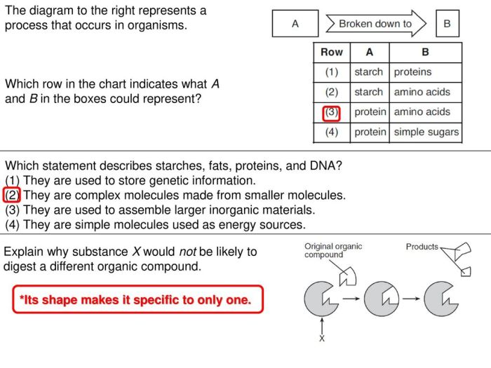 Which statement describes starches fats proteins and dna