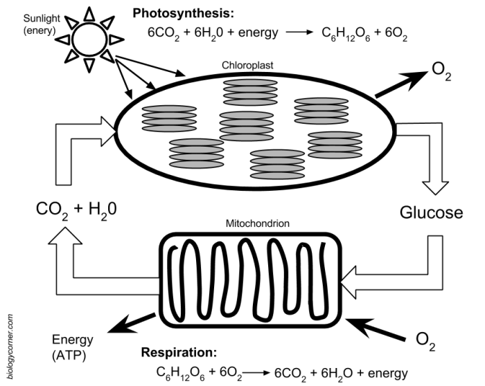 Biologycorner.com cellular respiration answer key