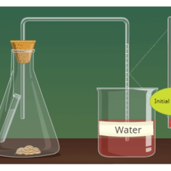 Biologycorner.com cellular respiration answer key