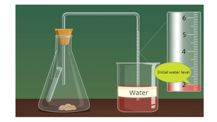 Biologycorner.com cellular respiration answer key